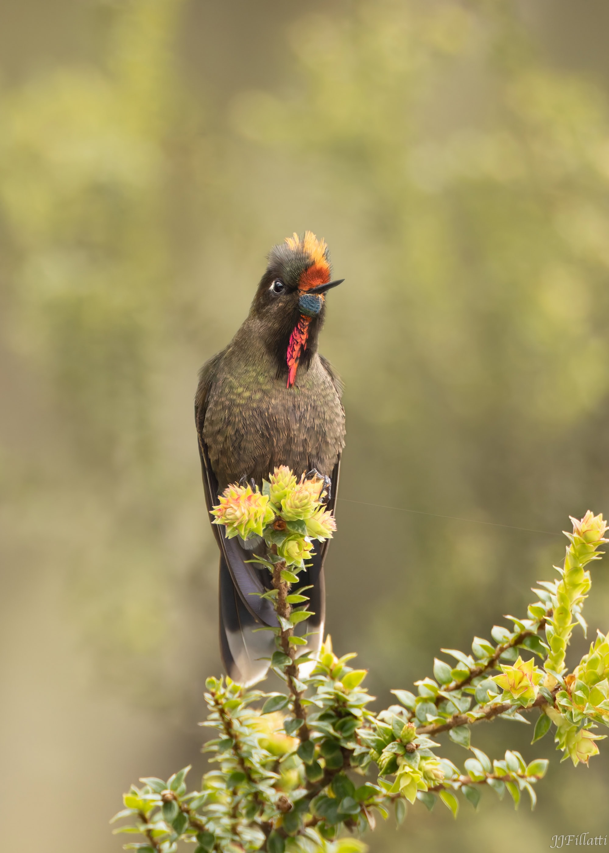 bird of colombia image 14